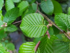 Eotetranychus carpini