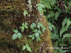 Toxicodendron orientale