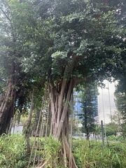 Ficus microcarpa microcarpa