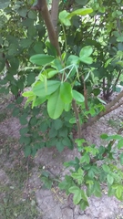 Laburnum anagyroides