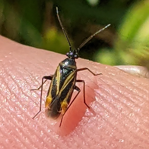 iNaturalist observation photo of Fiddleneck Plant Bug