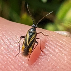 Plagiognathus moerens