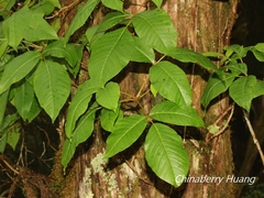 Toxicodendron orientale
