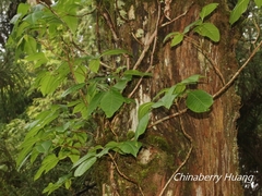 Toxicodendron orientale