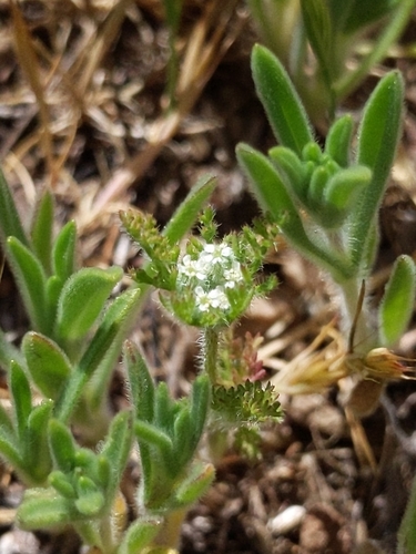 iNaturalist observation photo of American wild carrot