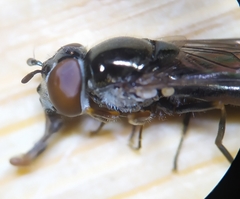 Platycheirus albimanus
