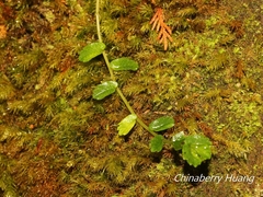 Elatostema obtusum trilobulatum