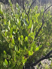 Maytenus oleoides