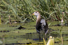 Paragallinula angulata