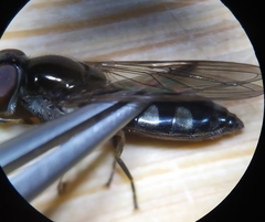 Platycheirus albimanus