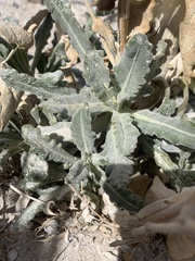 Mentzelia leucophylla