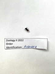 Liophrurillus flavitarsis