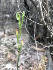 Pterostylis rubescens