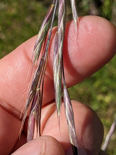 iNaturalist observation photo of California brome