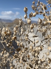 Mentzelia leucophylla