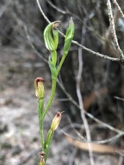 Pterostylis rubescens