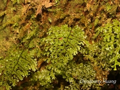 Hymenophyllum fujisanense