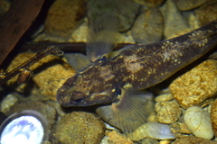 Gobiomorphus cotidianus