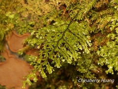 Hymenophyllum fujisanense