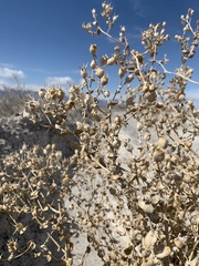 Mentzelia leucophylla