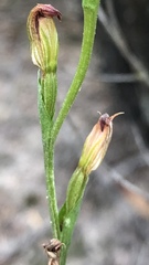 Pterostylis rubescens
