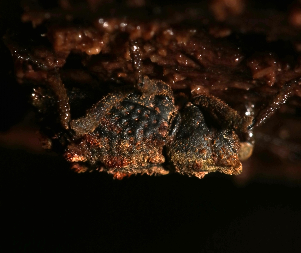 Poropterus basipennis