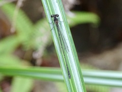 Prodasineura autumnalis