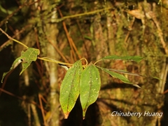 Neolitsea sericea
