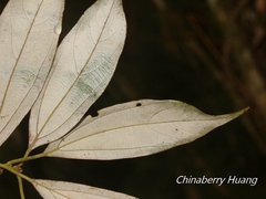 Neolitsea sericea