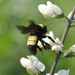 Black-and-gold Bumble Bee - Photo (c) Mark Nofsinger, some rights reserved (CC BY-NC), uploaded by Mark Nofsinger