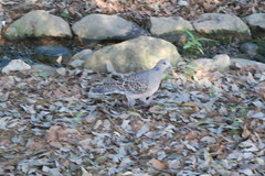 Streptopelia orientalis