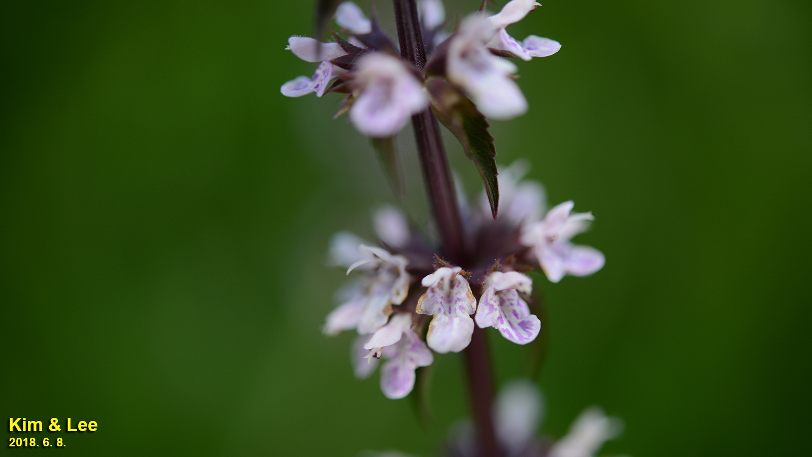 Stachys aspera