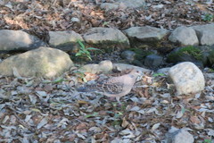 Streptopelia orientalis