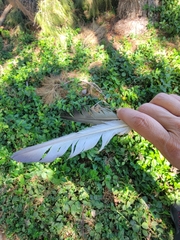 Columba livia domestica