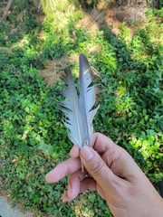 Columba livia domestica