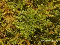 Hymenophyllum paniculiflorum