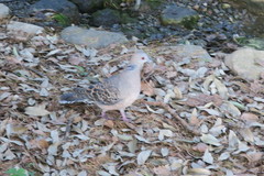 Streptopelia orientalis