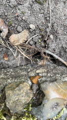 Armadillidium vulgare
