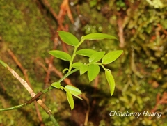 Vaccinium japonicum lasiostemon