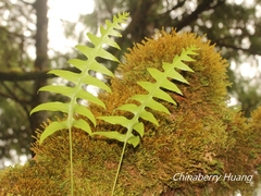 Selliguea echinospora
