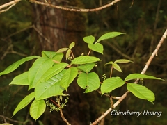 Toxicodendron orientale
