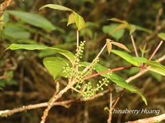 Toxicodendron orientale