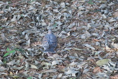 Streptopelia orientalis