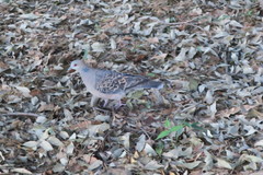 Streptopelia orientalis