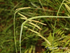 Carex phacota