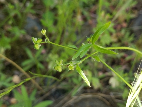 iNaturalist observation photo of pubescent-fruited buttercup
