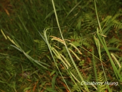 Carex phacota
