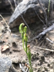 Pterostylis rubescens