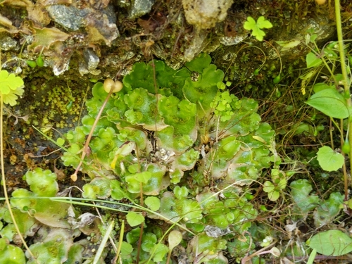 iNaturalist observation photo of Crescent-cup liverwort