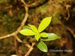 Skimmia